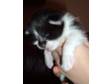 HALF PERSIAN,  Cat,  black and white,  female,  0-8 weeks, ....