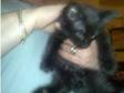 Kittens for sale (£35). We have 4 cute kittens for sale, ....