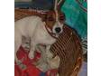 BOY 2 YEARS old jack russell short leged and short coat....