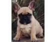 FRENCH BULLDOG Puppies,  boys and girls. KC registered, ....