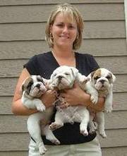 Home Raised English Bulldog Puppies For A lovely home
