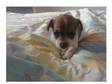 6 week old girl (£175). jack russel x yorkshire terrier....