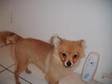 WE HAVE two beautiful male pomeranian mixed puppies....