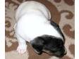 JACK RUSSELL puppy,  1 boys short legs short hair wormed....