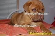 Dogue De Bordeaux pups contact seller via the email add on pups pics