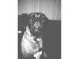 Lovely 9 Month Old Bullmastiff Pup For Sale £400.....