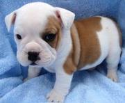 11 weeks old cute English bulldog puppy for sale