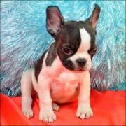 Male French Bulldog puppy for sale