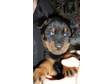 DOG,  ROTTWEILER,  black and brown,  male,  0-8 weeks, ....