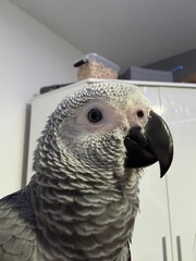 Lucky African grey for adoption
